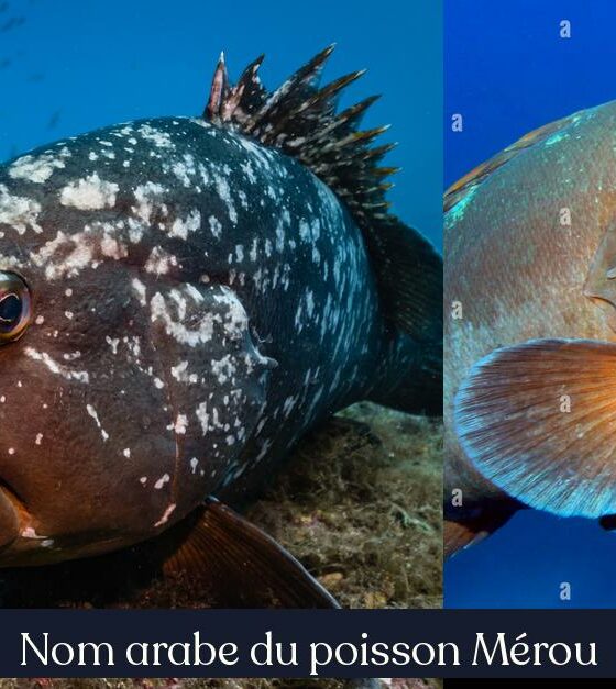 Nom arabe du poisson Mérou