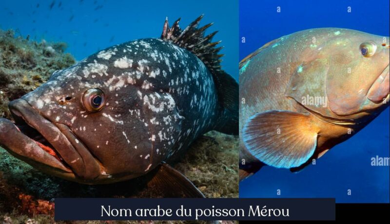 Nom arabe du poisson Mérou