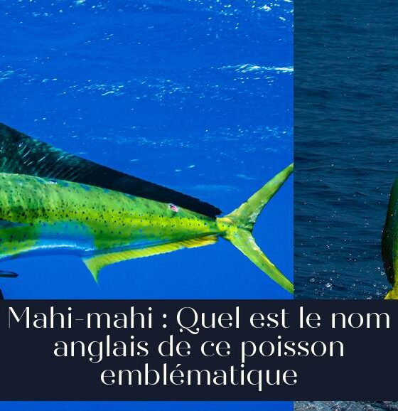 Mahi-mahi : Quel est le nom anglais de ce poisson emblématique