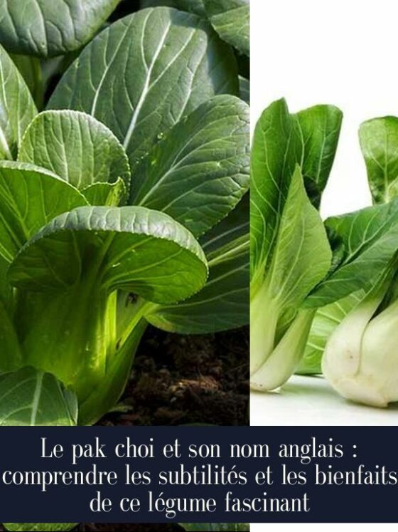 Le pak choi et son nom anglais : comprendre les subtilités et les bienfaits de ce légume fascinant