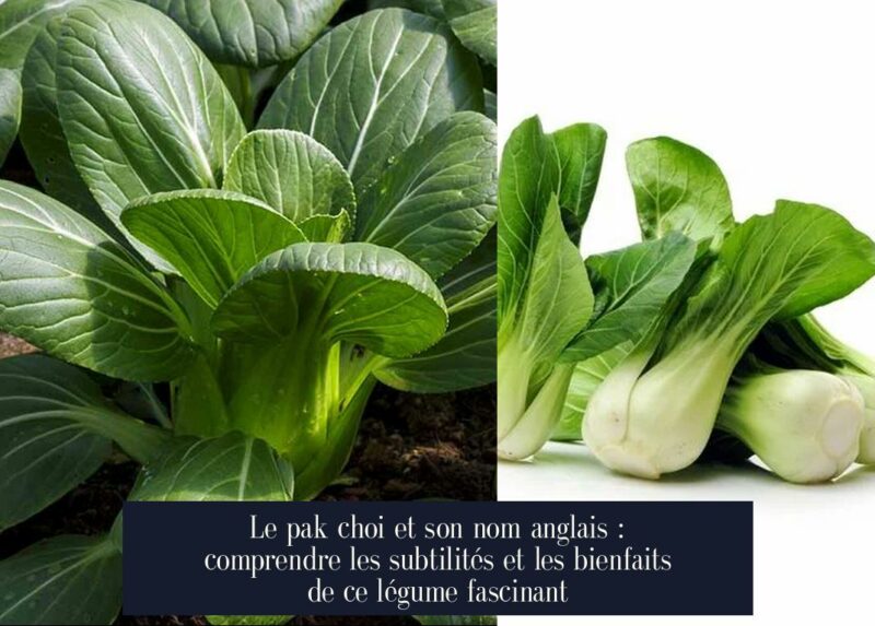 Le pak choi et son nom anglais : comprendre les subtilités et les bienfaits de ce légume fascinant