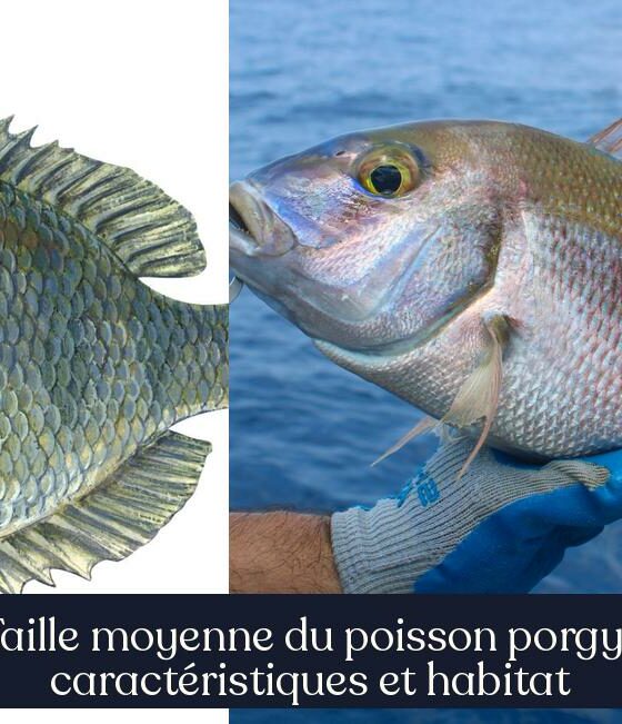 Taille moyenne du poisson porgy : caractéristiques et habitat