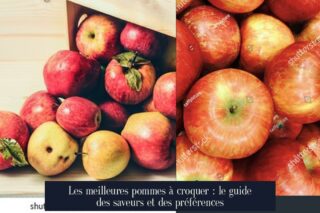 Les meilleures pommes à croquer : le guide des saveurs et des préférences