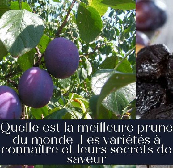 Quelle est la meilleure prune du monde Les variétés à connaître et leurs secrets de saveur