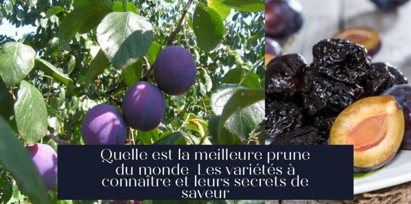 Quelle est la meilleure prune du monde Les variétés à connaître et leurs secrets de saveur