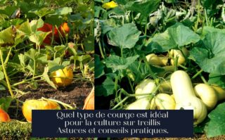 Quel type de courge est idéal pour la culture sur treillis Astuces et conseils pratiques.