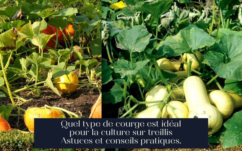 Quel type de courge est idéal pour la culture sur treillis Astuces et conseils pratiques.