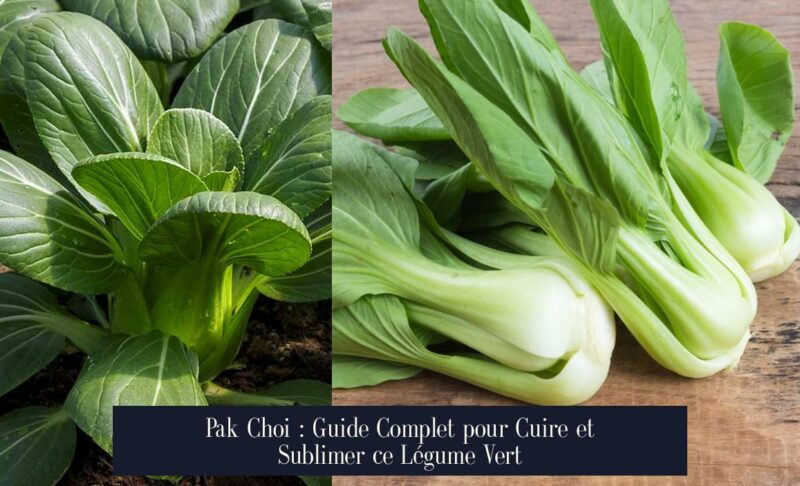Pak Choi : Guide Complet pour Cuire et Sublimer ce Légume Vert