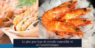 Le plus gros type de crevette comestible et ses caractéristiques
