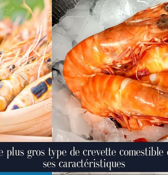 Le plus gros type de crevette comestible et ses caractéristiques