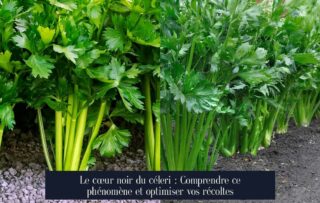 Le cœur noir du céleri : Comprendre ce phénomène et optimiser vos récoltes