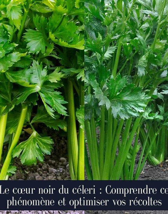 Le cœur noir du céleri : Comprendre ce phénomène et optimiser vos récoltes