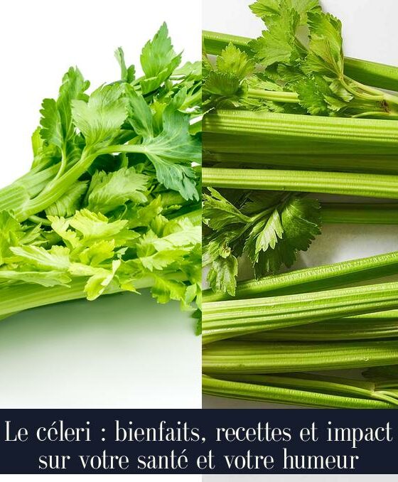 Le céleri : bienfaits, recettes et impact sur votre santé et votre humeur