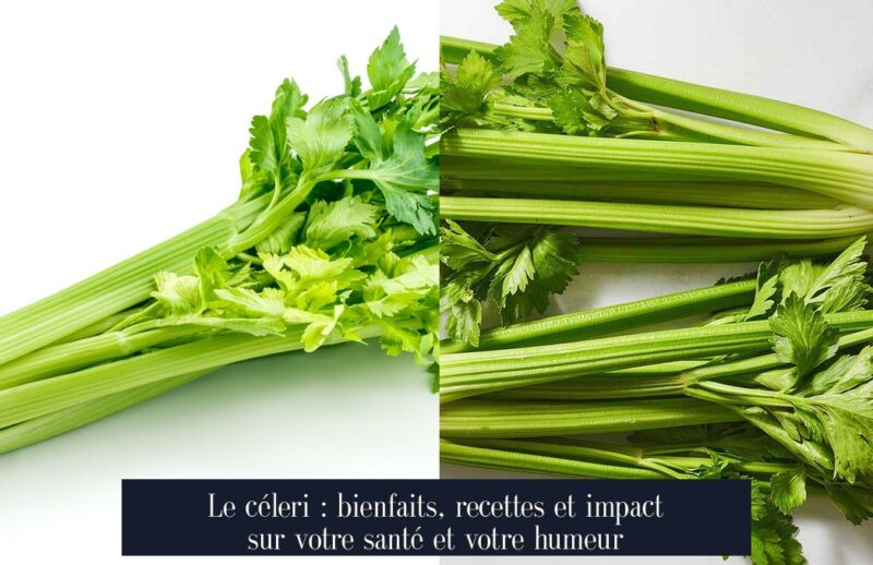 Le céleri : bienfaits, recettes et impact sur votre santé et votre humeur
