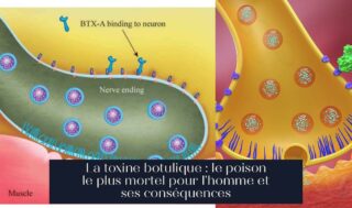 La toxine botulique : le poison le plus mortel pour l'homme et ses conséquences
