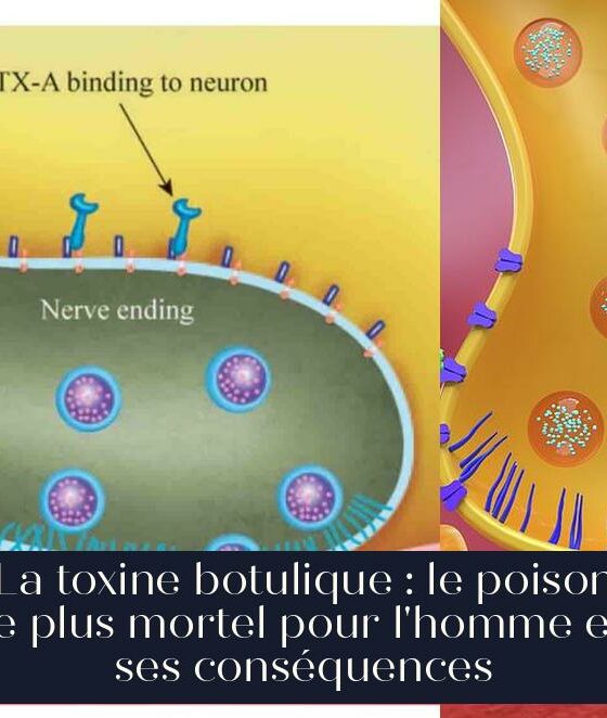 La toxine botulique : le poison le plus mortel pour l'homme et ses conséquences