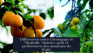 Différences entre Greengage et Mirabelle : histoire, goût et préférences des amateurs de fruits