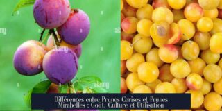 Différences entre Prunes Cerises et Prunes Mirabelles : Goût, Culture et Utilisation