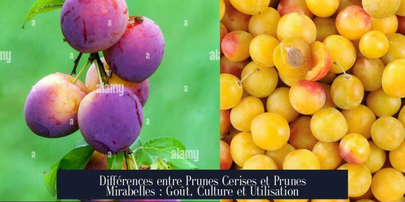 Différences entre Prunes Cerises et Prunes Mirabelles : Goût, Culture et Utilisation