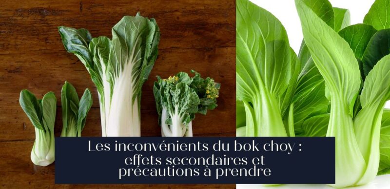 Les inconvénients du bok choy : effets secondaires et précautions à prendre