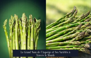Le Grand Nom de l’Asperge et Ses Variétés à Travers le Monde