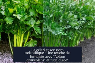 Le céleri et son nom scientifique : Une touche de fantaisie avec *Apium graveolens* et *var. dulce*