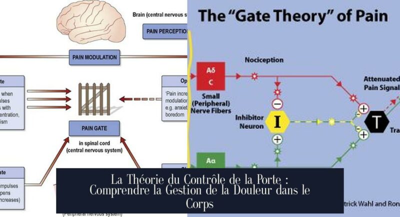 La Théorie du Contrôle de la Porte : Comprendre la Gestion de la Douleur dans le Corps