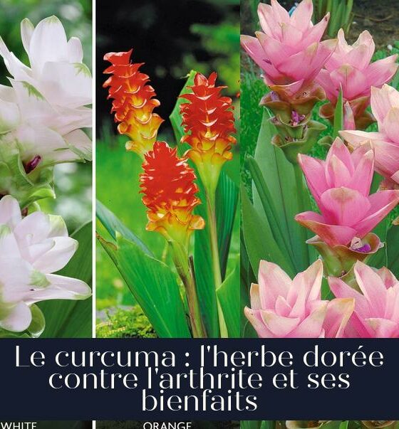 Le curcuma : l'herbe dorée contre l'arthrite et ses bienfaits