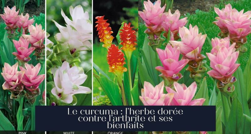 Le curcuma : l'herbe dorée contre l'arthrite et ses bienfaits