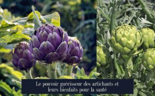 Le pouvoir guérisseur des artichauts et leurs bienfaits pour la santé