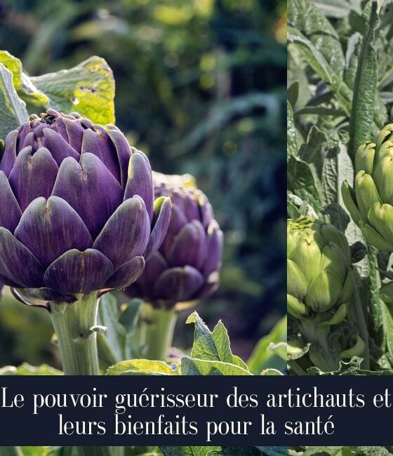 Le pouvoir guérisseur des artichauts et leurs bienfaits pour la santé