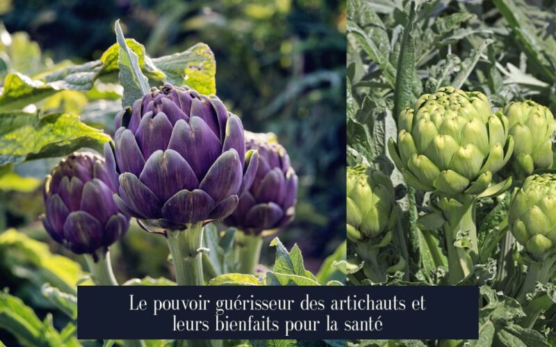 Le pouvoir guérisseur des artichauts et leurs bienfaits pour la santé