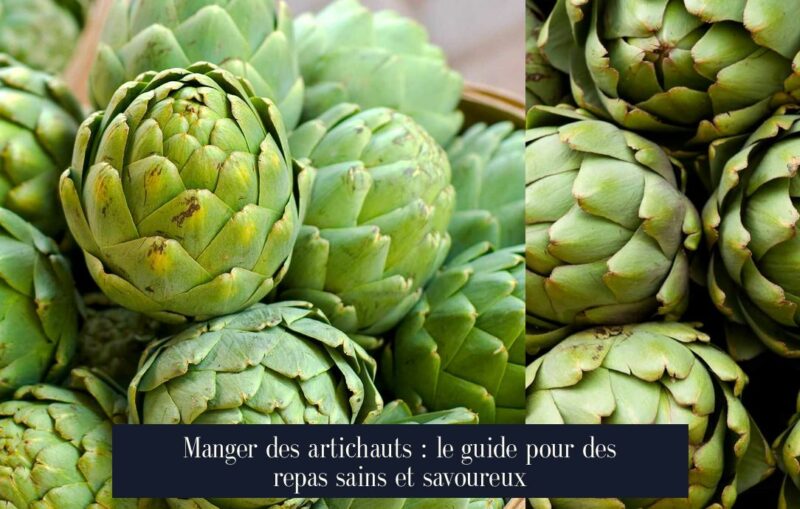 Manger des artichauts : le guide pour des repas sains et savoureux