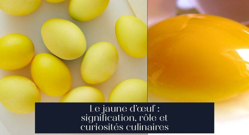 Le jaune d'œuf : signification, rôle et curiosités culinaires