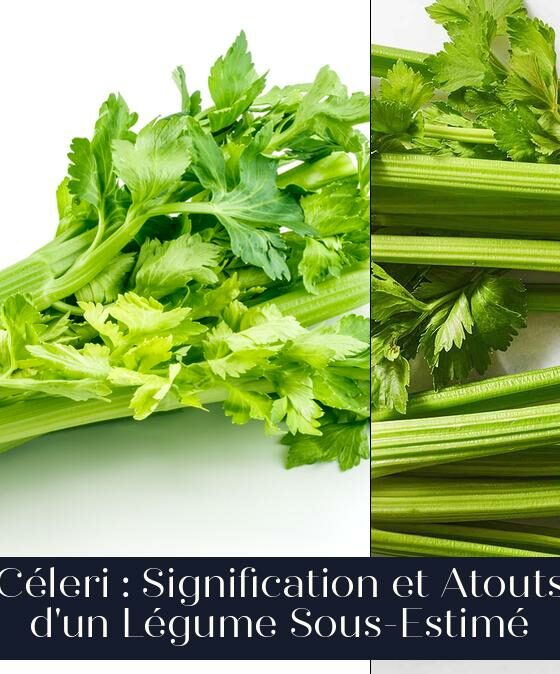 Céleri : Signification et Atouts d'un Légume Sous-Estimé
