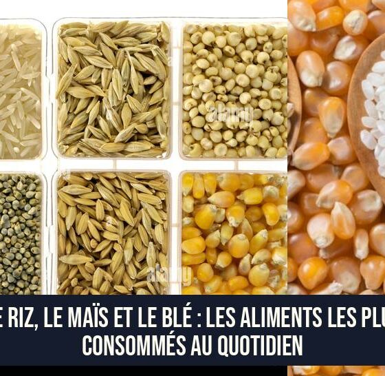 Le riz, le maïs et le blé : Les aliments les plus consommés au quotidien
