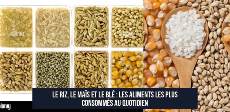 Le riz, le maïs et le blé : Les aliments les plus consommés au quotidien
