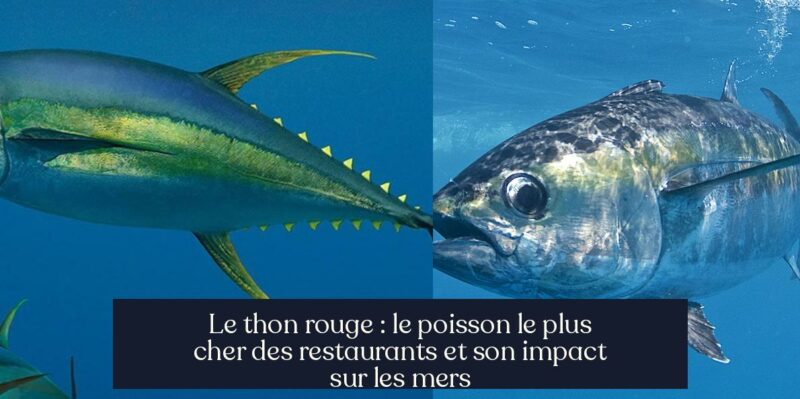 Le thon rouge : le poisson le plus cher des restaurants et son impact sur les mers