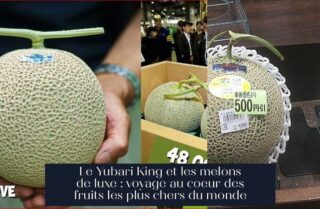Le Yubari King et les melons de luxe : voyage au coeur des fruits les plus chers du monde