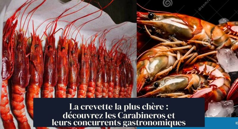 La crevette la plus chère : découvrez les Carabineros et leurs concurrents gastronomiques