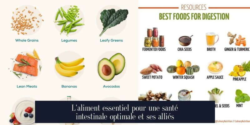 L'aliment essentiel pour une santé intestinale optimale et ses alliés