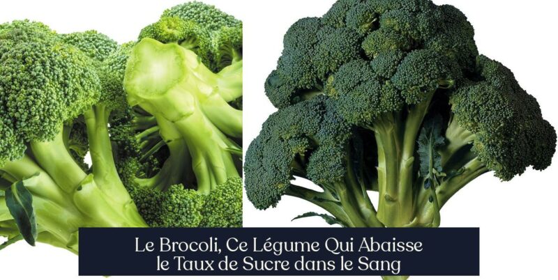 Le Brocoli, Ce Légume Qui Abaisse le Taux de Sucre dans le Sang
