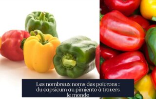 Les nombreux noms des poivrons : du capsicum au pimiento à travers le monde