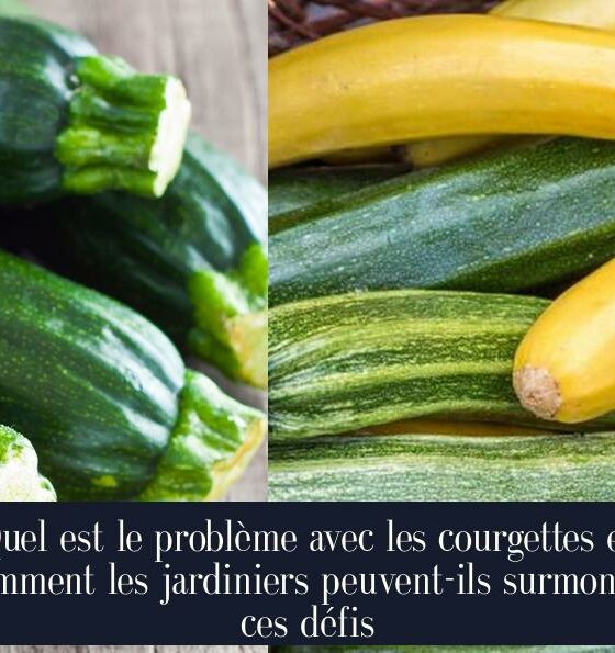 Quel est le problème avec les courgettes et comment les jardiniers peuvent-ils surmonter ces défis