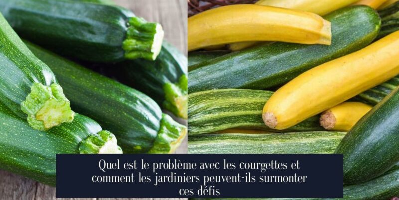 Quel est le problème avec les courgettes et comment les jardiniers peuvent-ils surmonter ces défis
