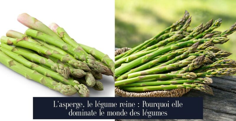 L'asperge, le légume reine : Pourquoi elle dominate le monde des légumes