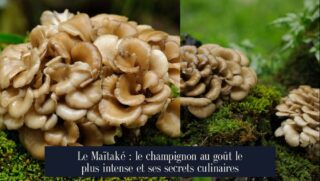 Le Maïtaké : le champignon au goût le plus intense et ses secrets culinaires