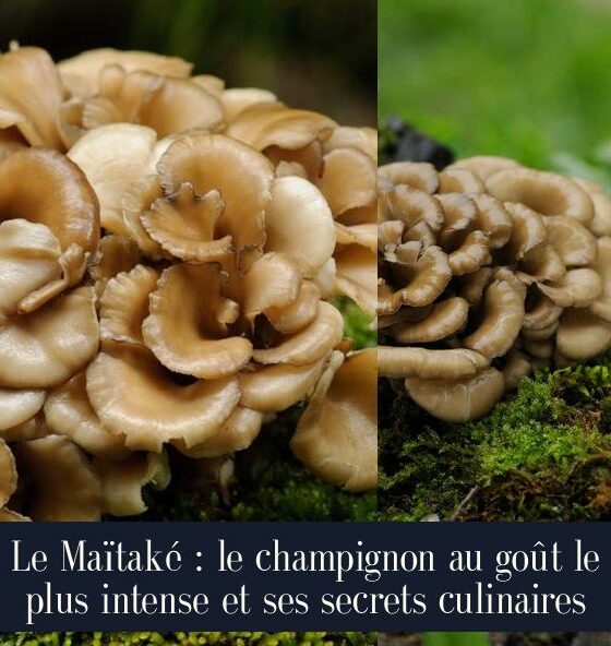 Le Maïtaké : le champignon au goût le plus intense et ses secrets culinaires