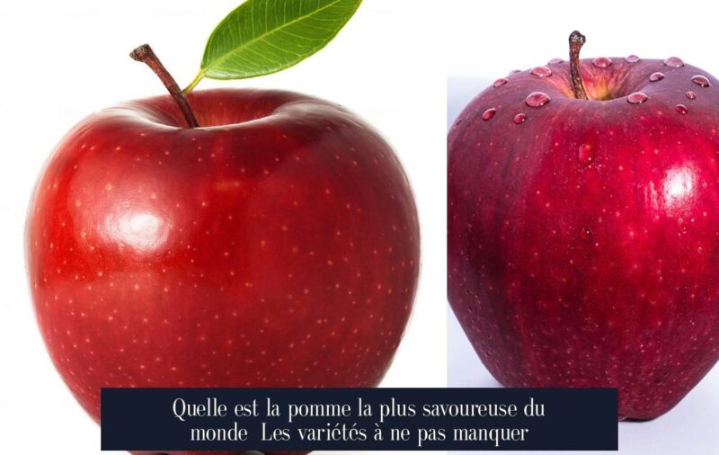 Quelle est la pomme la plus savoureuse du monde Les variétés à ne pas manquer
