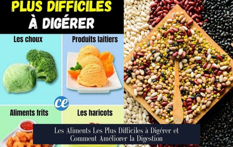 Les Aliments Les Plus Difficiles à Digérer et Comment Améliorer la Digestion